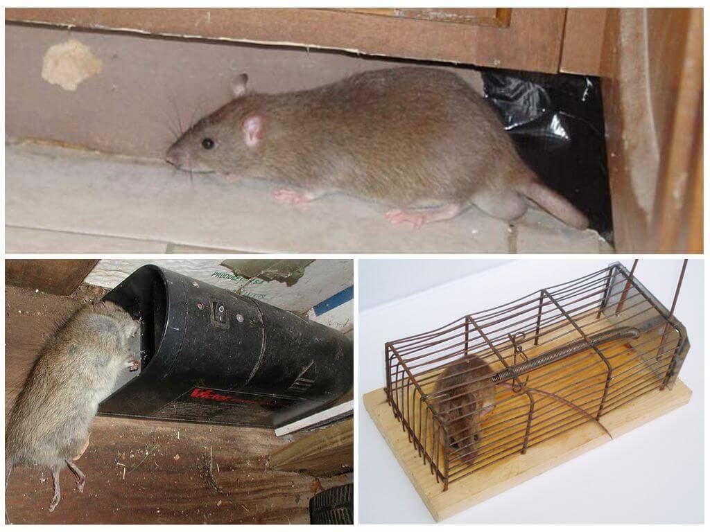 Как избавиться от крыс в курятнике – популярные методы и способы