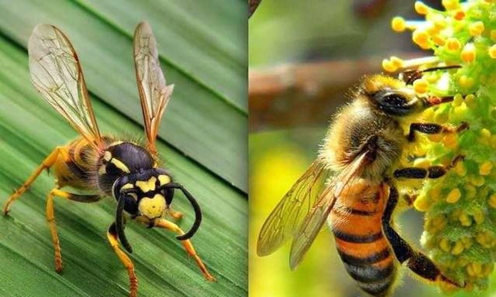 Оса и пчела. Bee and Wasp. Оса от пчелы. Пчела и Оса отличия. Медоносная пчела и Оса.