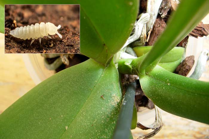 Белые жучки в земле комнатных растений, фото: почему завелись маленькие насекомые, как избавиться?