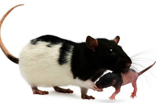 Крысы – фото, описание, ареал, рацион, враги, популяция