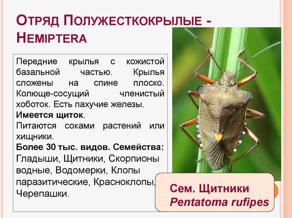 12 самых опасных и ядовитых насекомых планеты