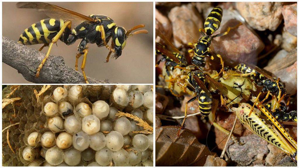 Разновидности, среда обитания и размножение ос. оса насекомое. образ жизни и среда обитания осы