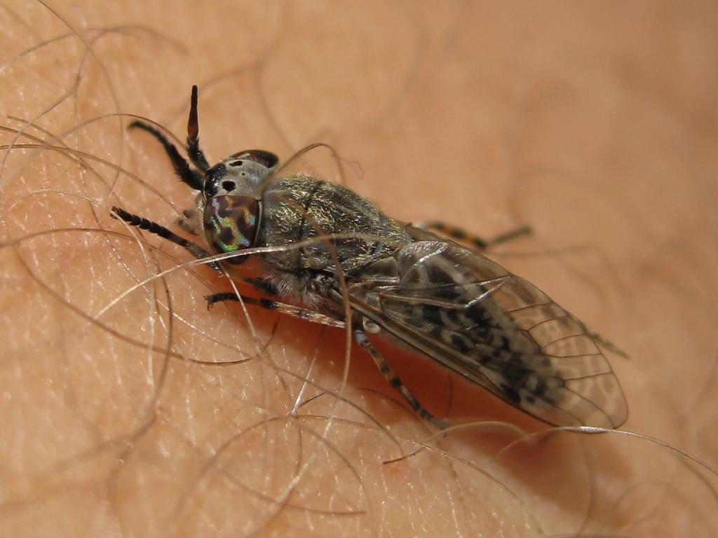 Ложнощитовка на хвойных: как быстро и эффективно избавиться от насекомого