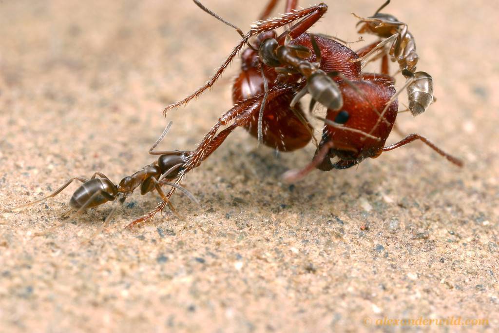 Мир муравья