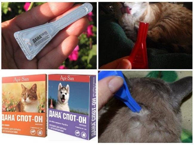 Средства от блох для кошек и котят: какими эффективными препаратами можно вывести паразитов в домашних условиях