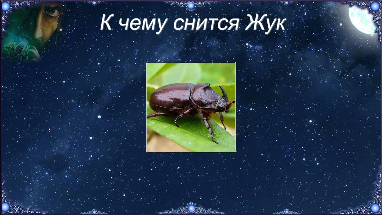 Приснился майский жук – сонник подскажет ответ