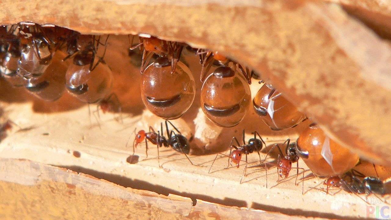 Как избавиться от муравьёв на пасеке народными средствами и химикатами