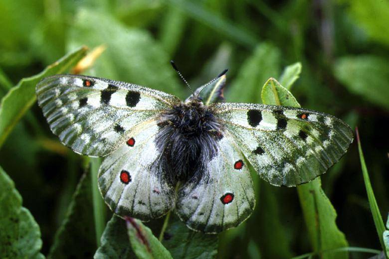 Бабочка аполлон - одна из самых красивых и любимых бабочек в европе