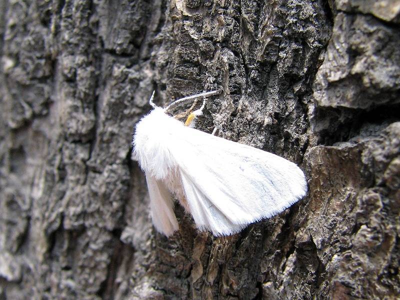 Бабочка крапивница: фото и интересные моменты из жизни насекомого