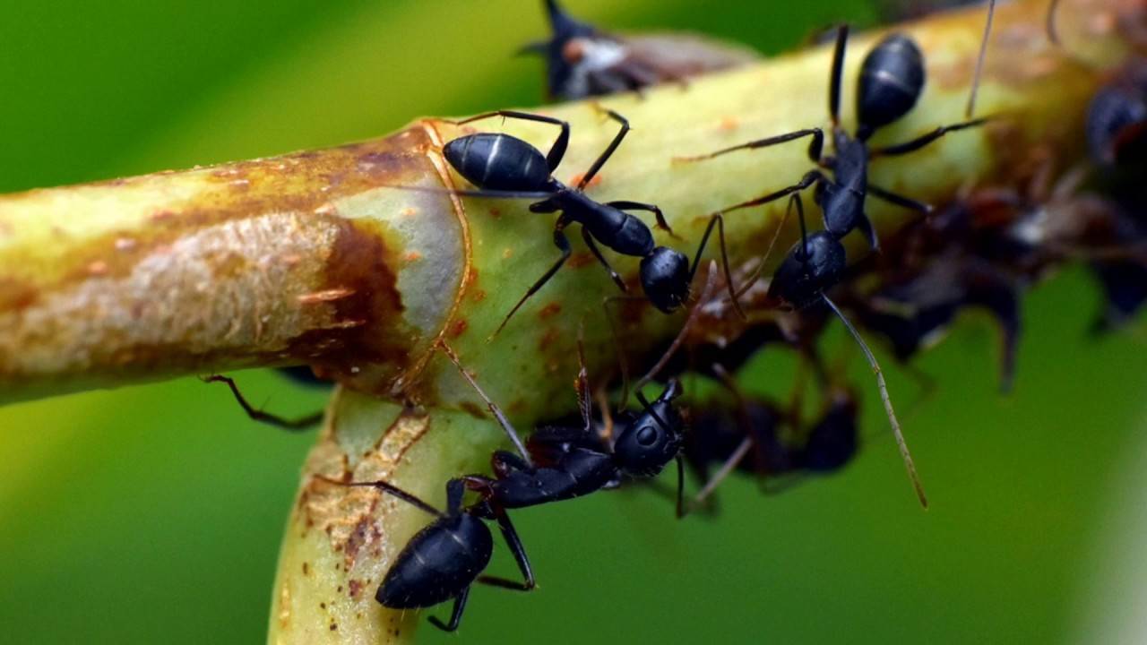 Летучие муравьи как избавиться в доме и на огороде