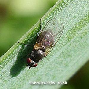 Какую опасность представляет минирующая муха для огорода и как с ней бороться?