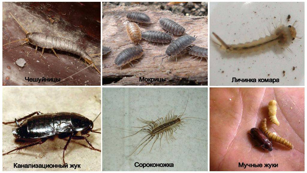 Распространенные виды насекомых в квартире и доме