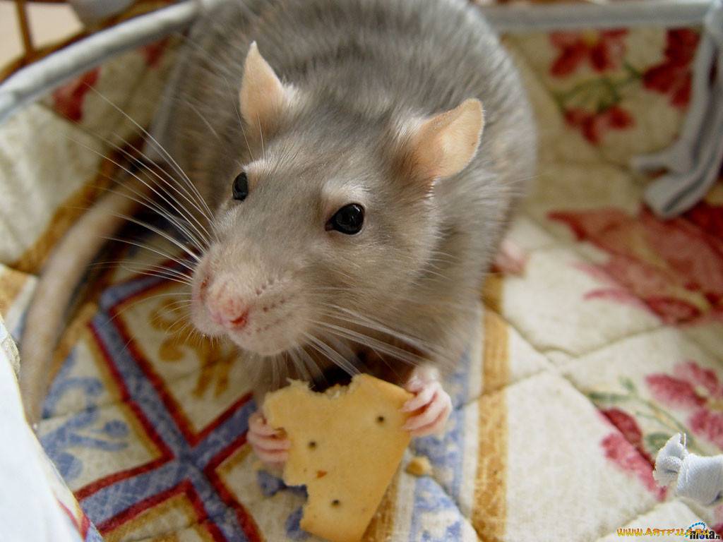 Что едят домашние крысы — рацион питания и список разрешенных и запрещенных продуктов