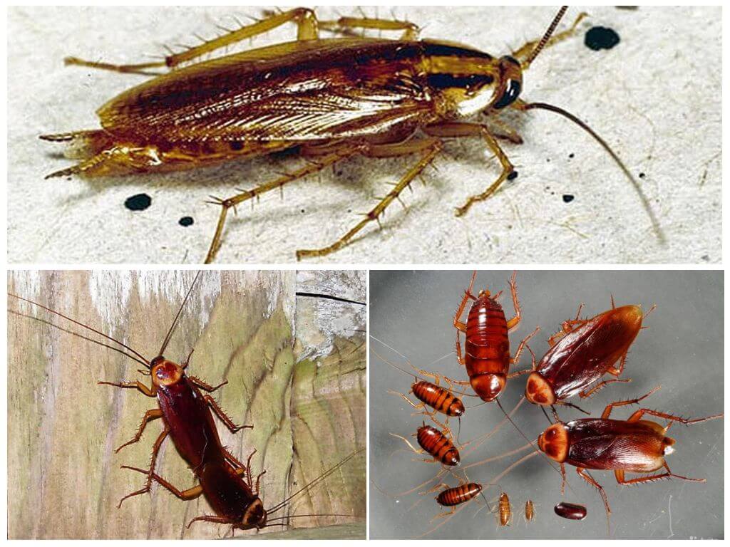 Как выглядят тараканы: домашние вредители и питомцы