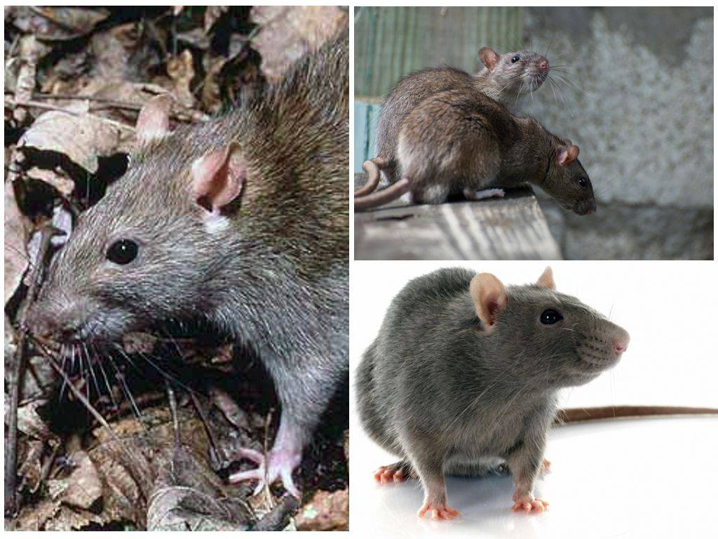 Как быстро избавиться от крыс в гараже, описание средств и народных методов