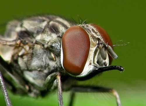 Минирующая муха: эффективные способы борьбы