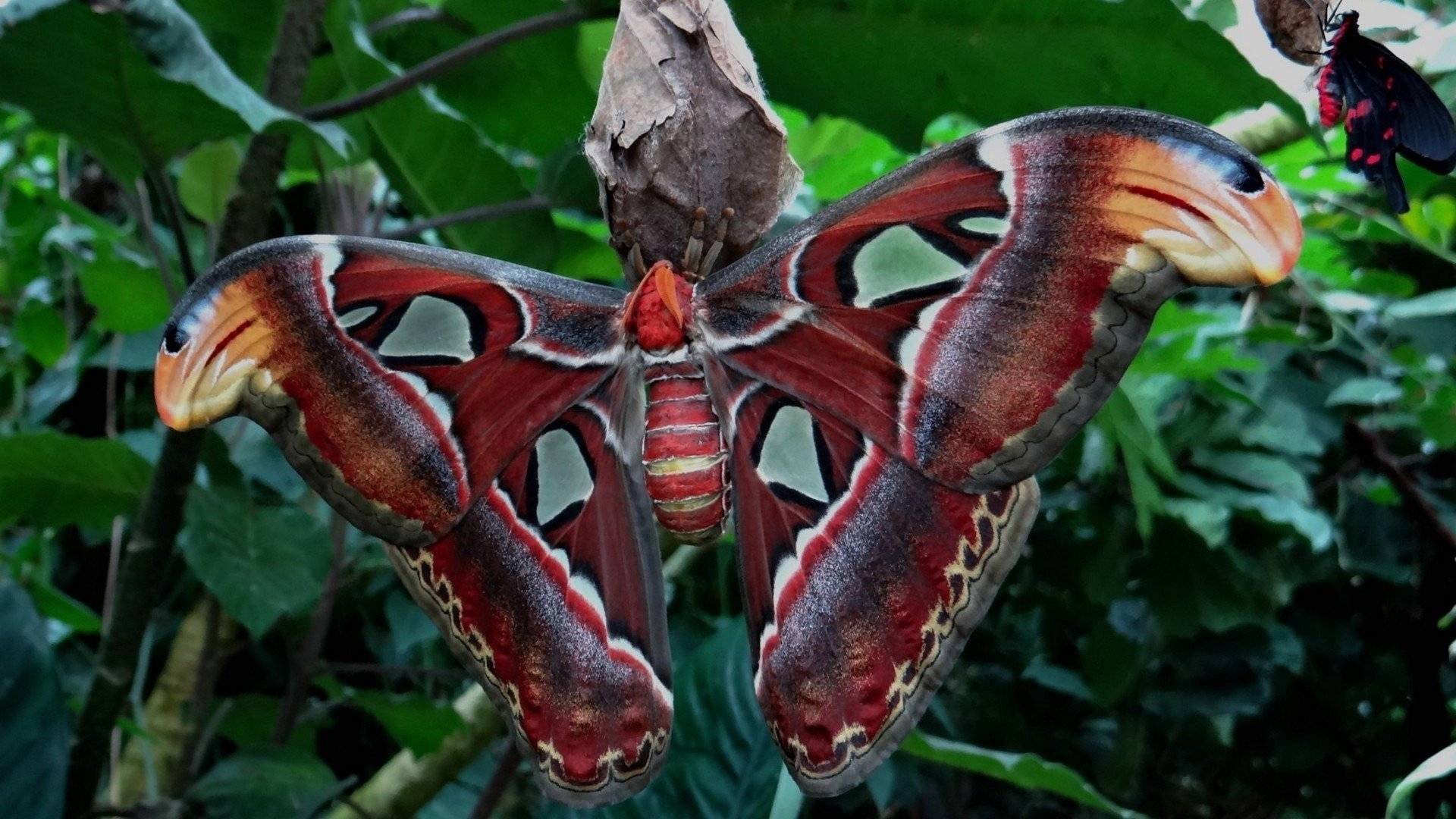 гигантские бабочки фото