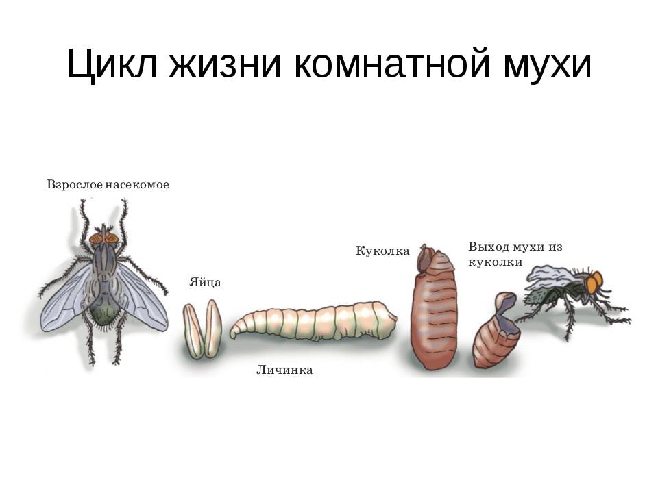 Способы размножения и этапы развития насекомых: фото яиц, виды личинок и куколок, состояние диапаузы