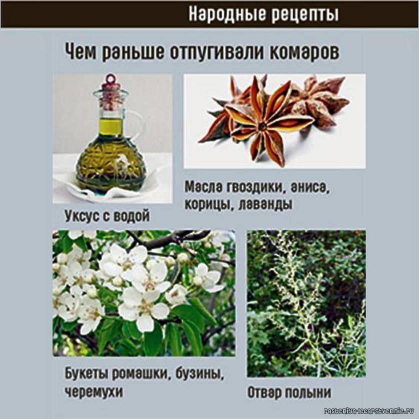 Какие растения отпугивают моль своим запахом