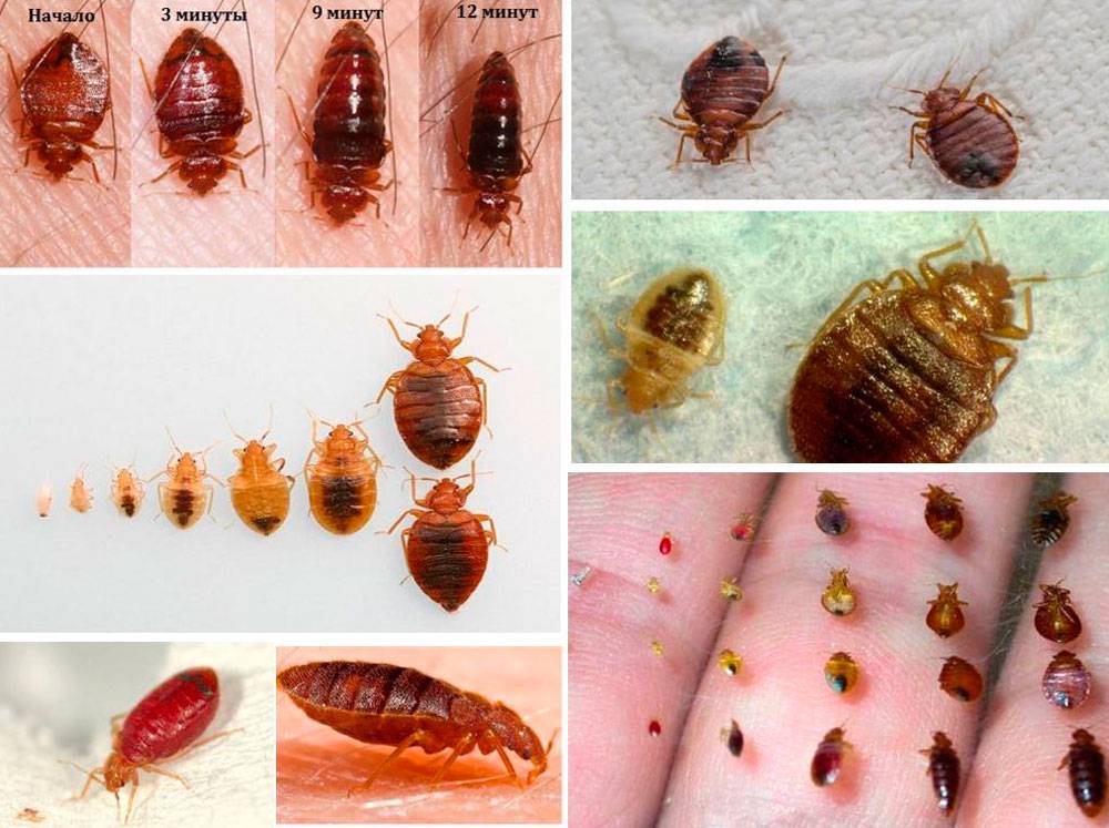 Постельные паразиты – разновидность насекомых и симптомы присутствия