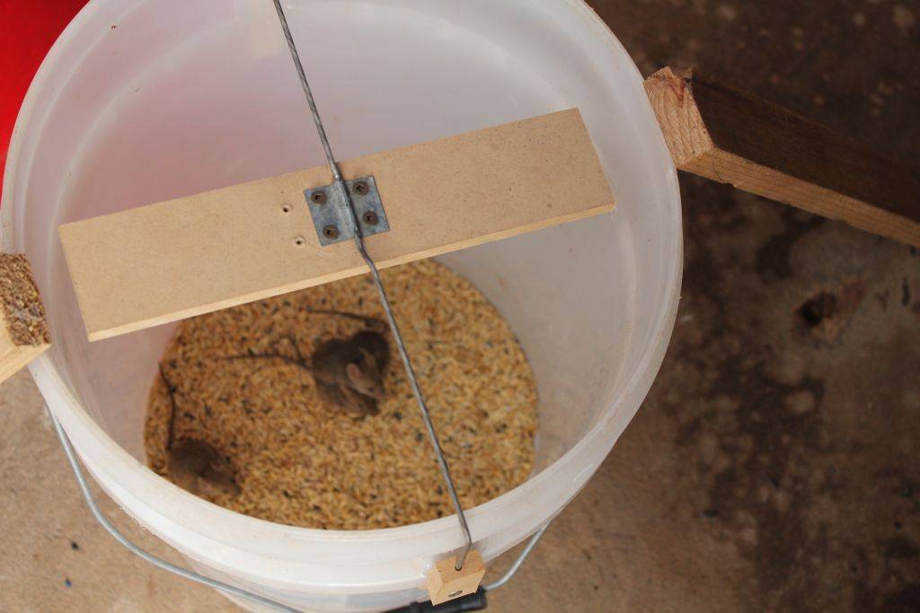 Применение электрических крысоловок для борьбы с грызунами
