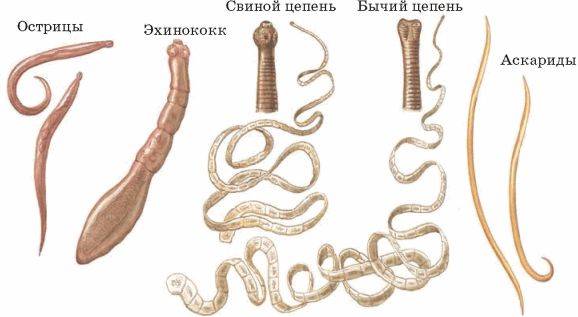 Виды глистов у человека картинки и названия