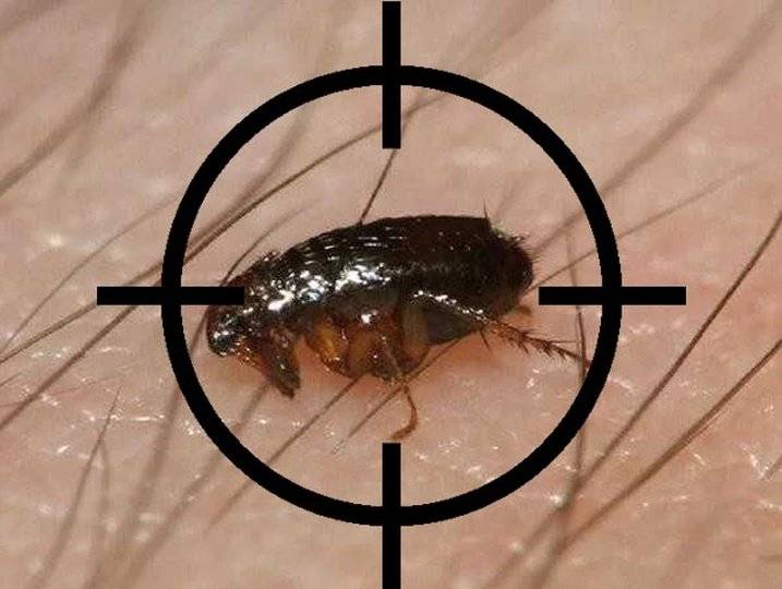 Как избавиться от комаров в домашних условиях без капли крови