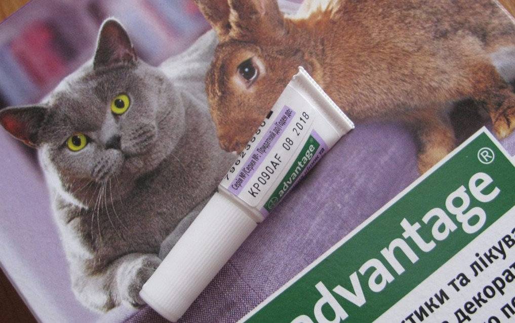Капли от блох для кошек: правильно используем препарат