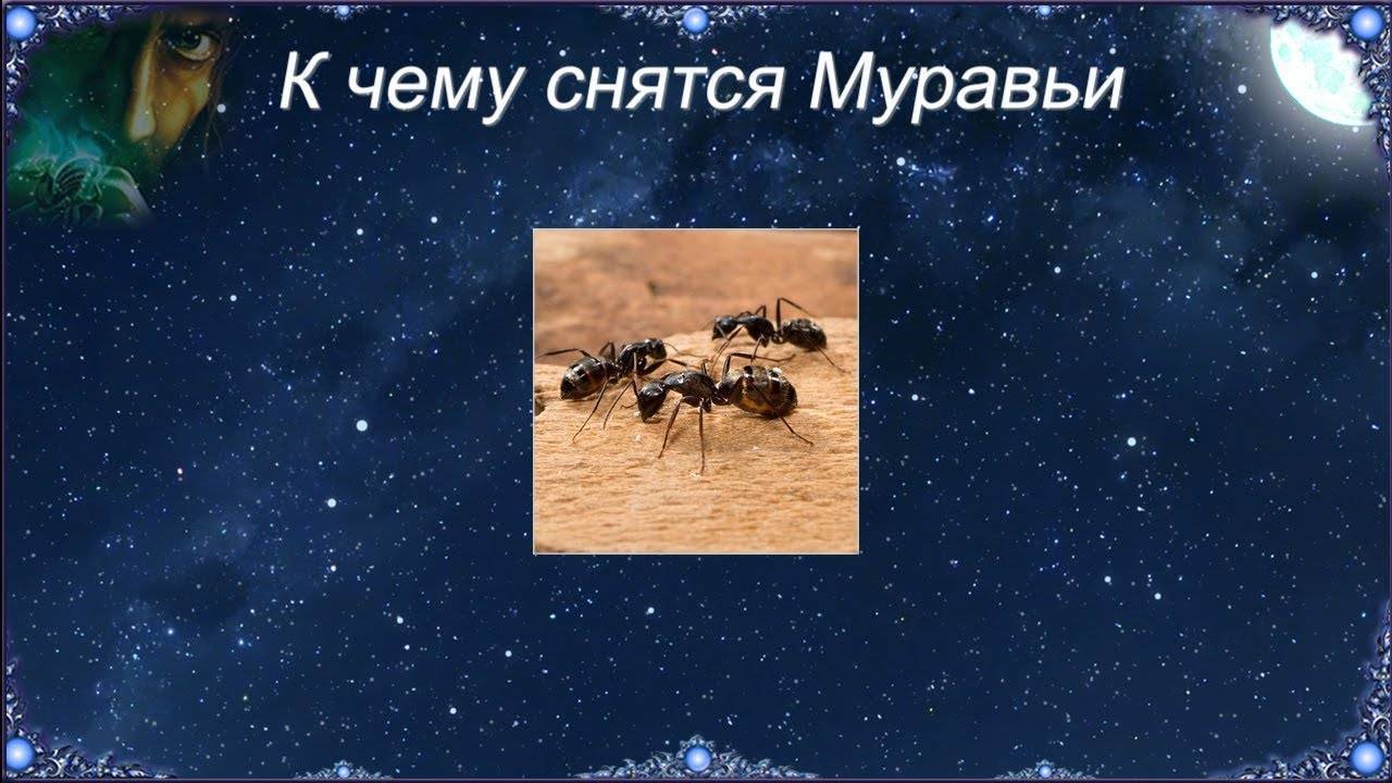Сонник муравьи | гороскопы 365