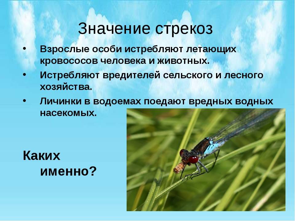 Сообщение про стрекоз ️ описание и общая характеристика насекомых
