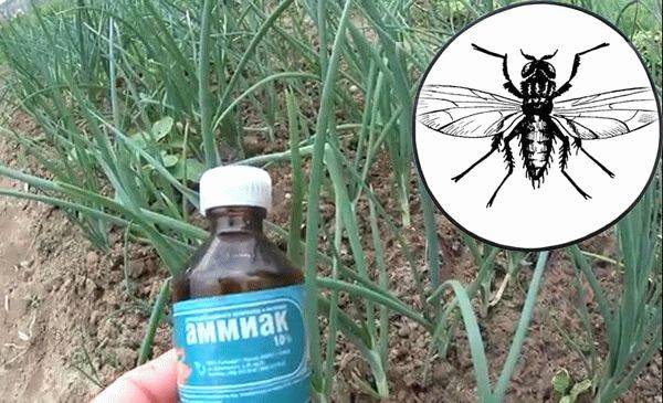 Насекомое морковная муха: как с ней бороться нашатырным спиртом