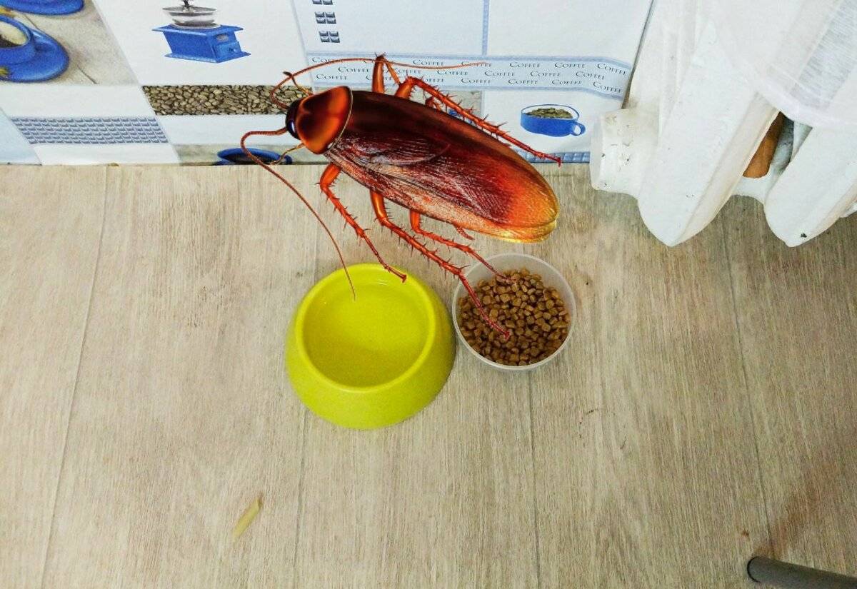 Чем питаются тараканы в квартире?