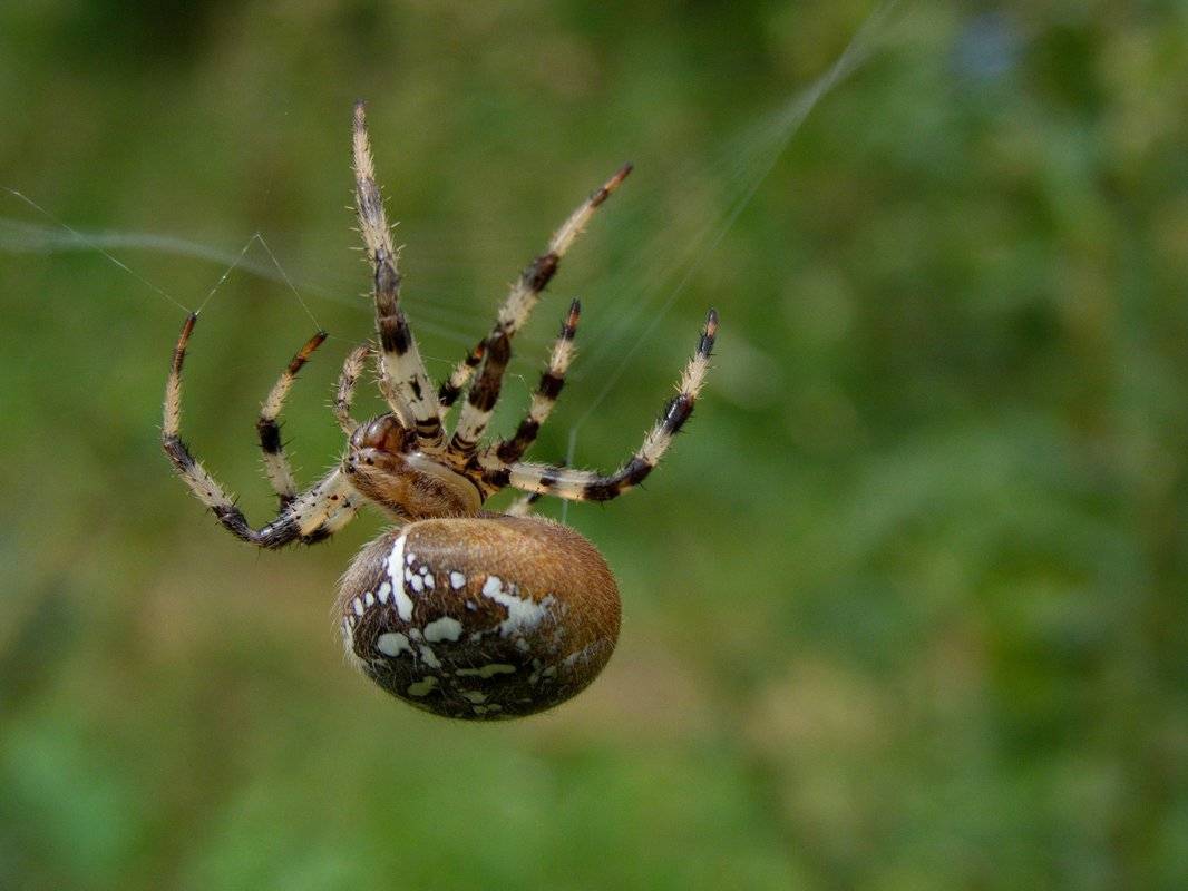 Стоит ли бояться паука-крестовика, его внешнего вида, укусов и яда?
