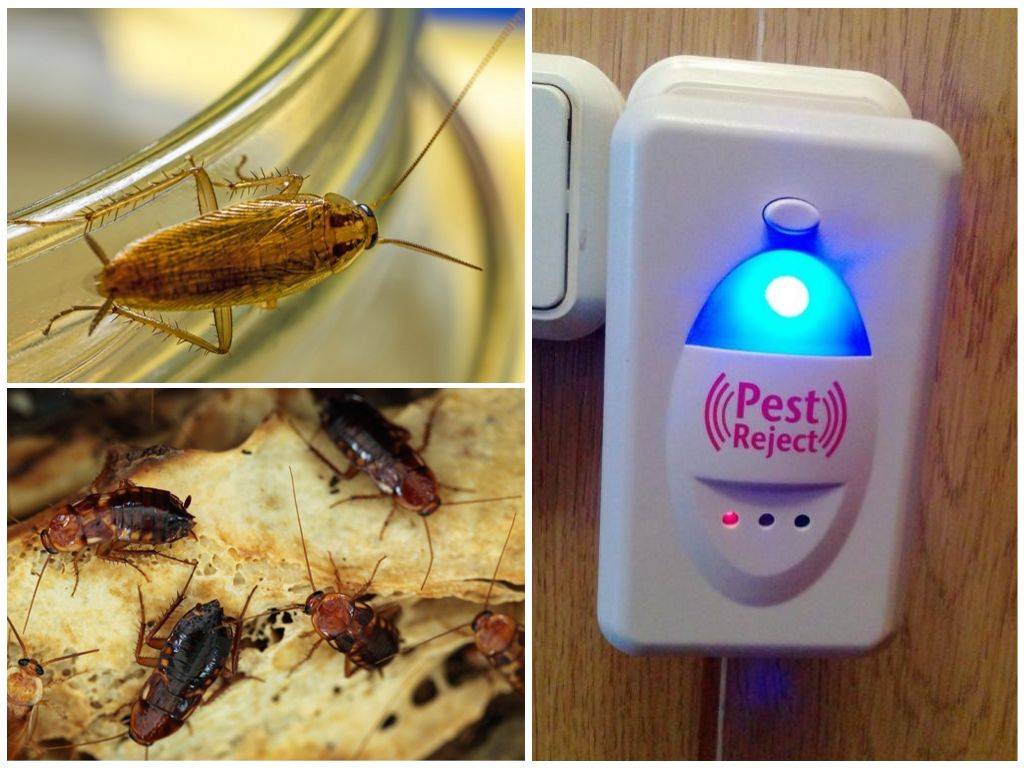 Ультразвук от тараканов: ловушки, принцип действия, отзывы об использовании подобных устройств + фото и видео
