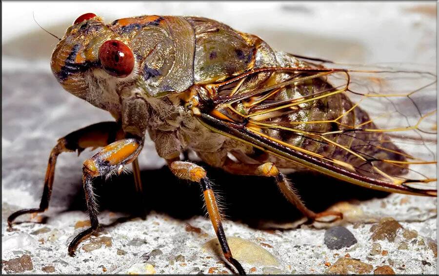 Кто такие цикады и как они выглядят: рассмотрим поющее насекомое детальней