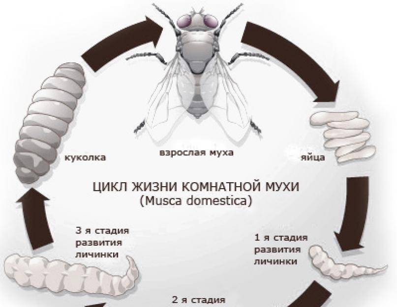 Схема развития мухи в картинках