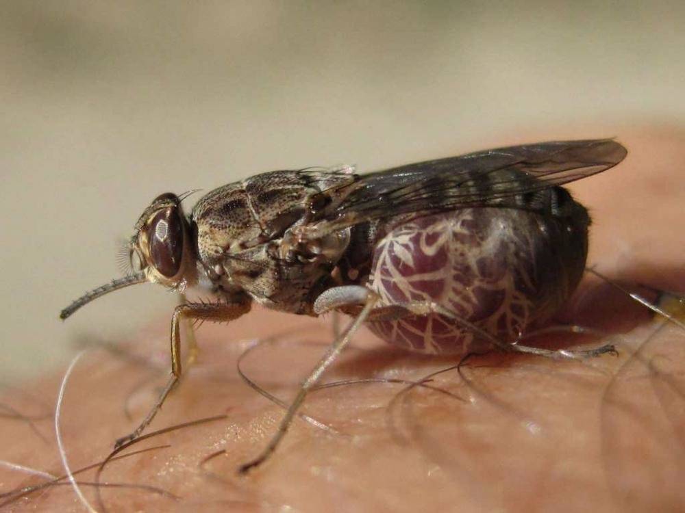 Муха цеце: фото, укус цеце, как выглядит муха цеце.