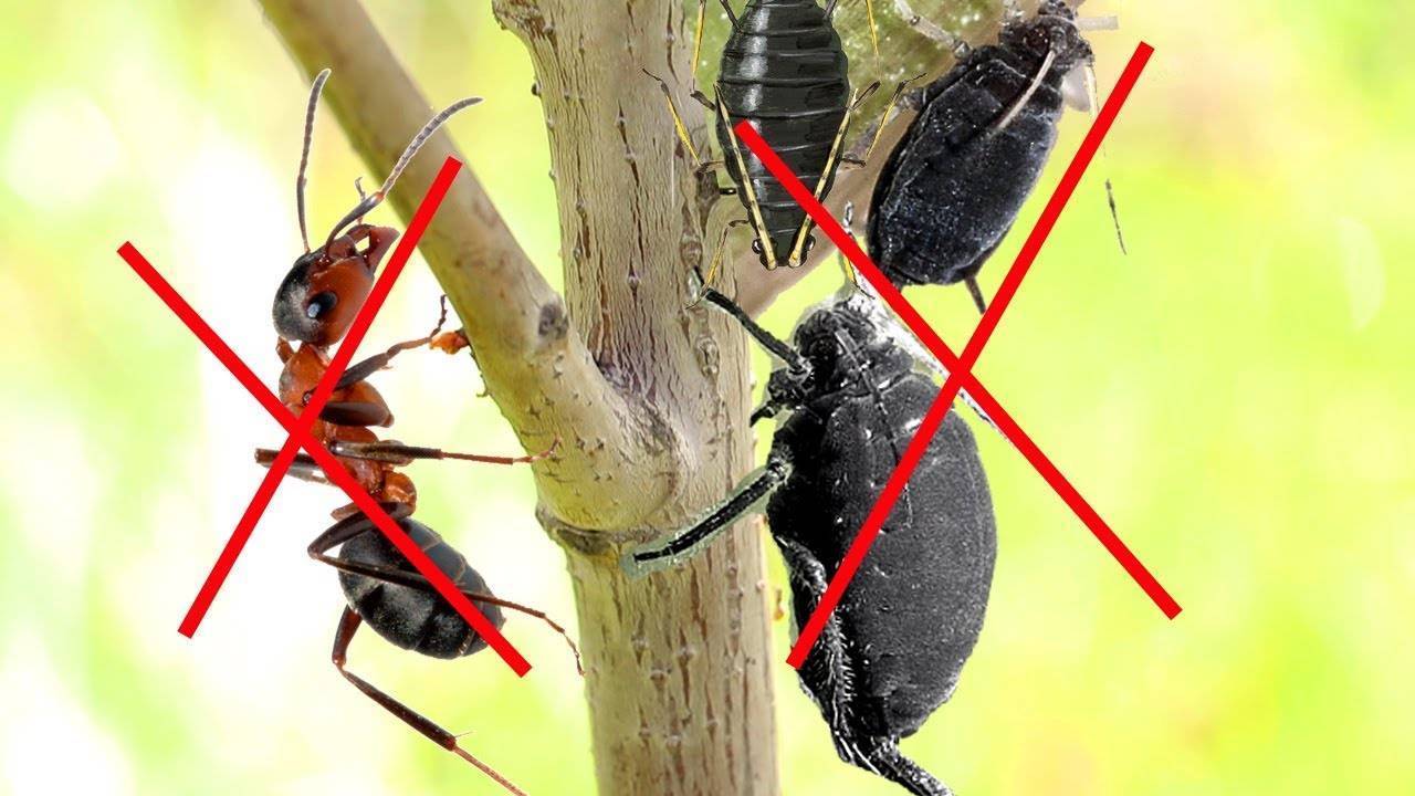 30 лучших способов для борьбы с муравьями в саду и огороде