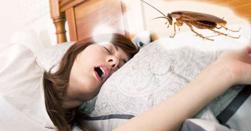 Видеть во сне много тараканов - к чему это??