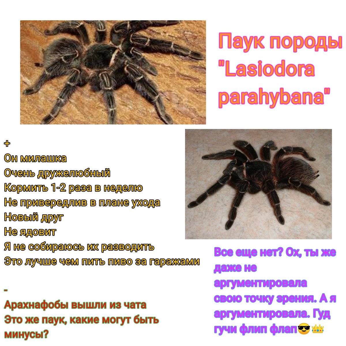 Паук на дне. Суеверие про пауков. День паука. Пауки в доме приметы. Загадка про паука.