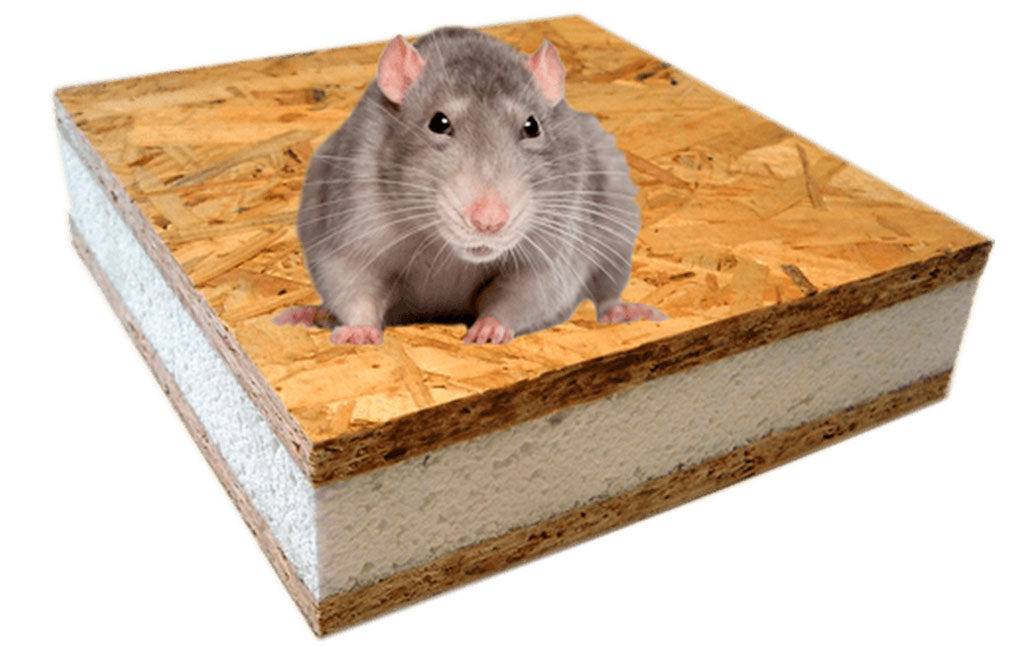 Опасны ли мыши для дома из сип-панелей