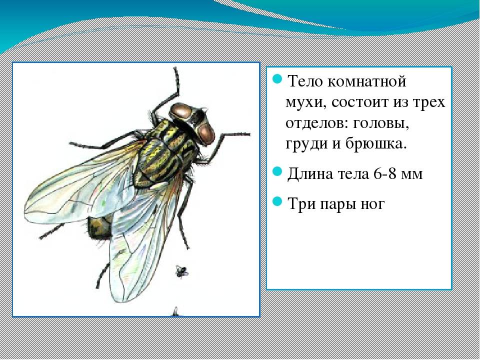 Зачем нужны мухи в природе – читайте!