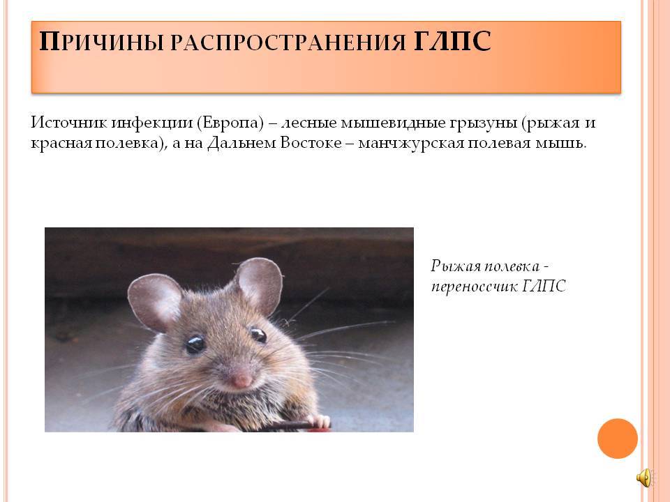 Чем можно заразиться от мышей