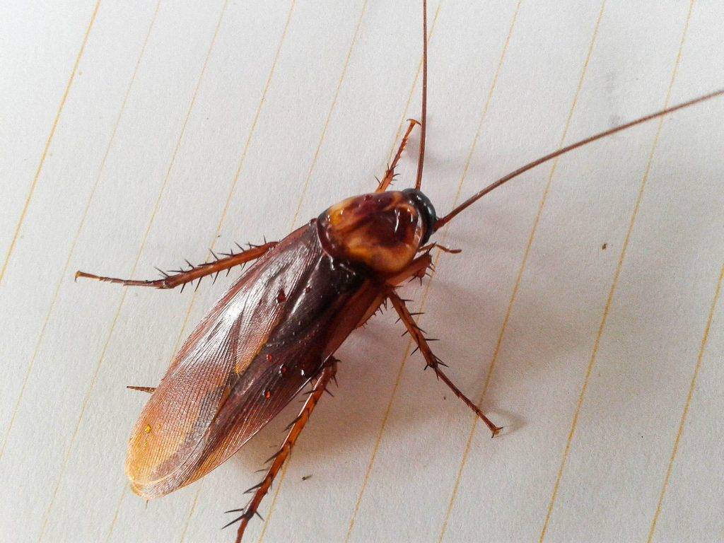 Летают ли тараканы: описание, виды, фото