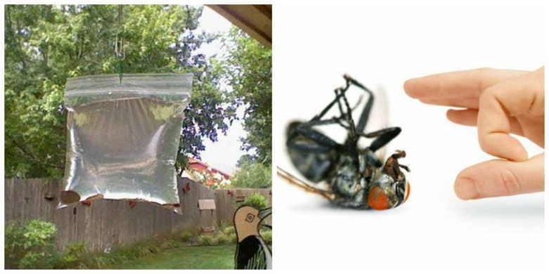Как избавиться от мух в доме- действенные народные средства