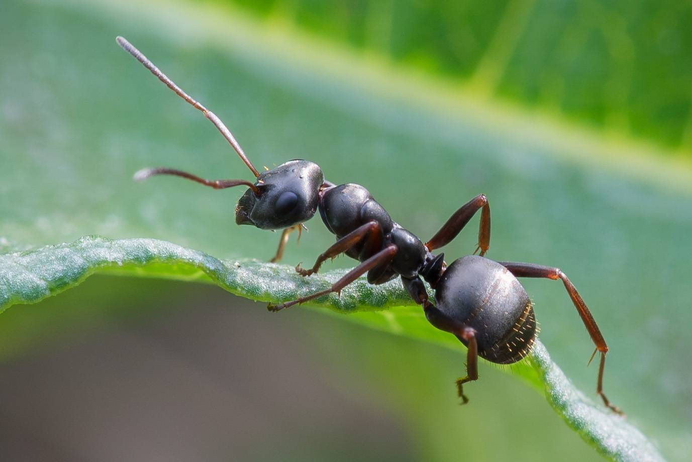 Муравей фото. Формика фуска. Муравьи Формика фуска. Перепончатокрылые муравьи. Черный болотный муравей.