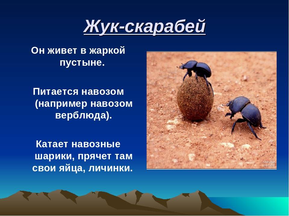 Особенности и образ жизни жука навозника, чем любит питаться