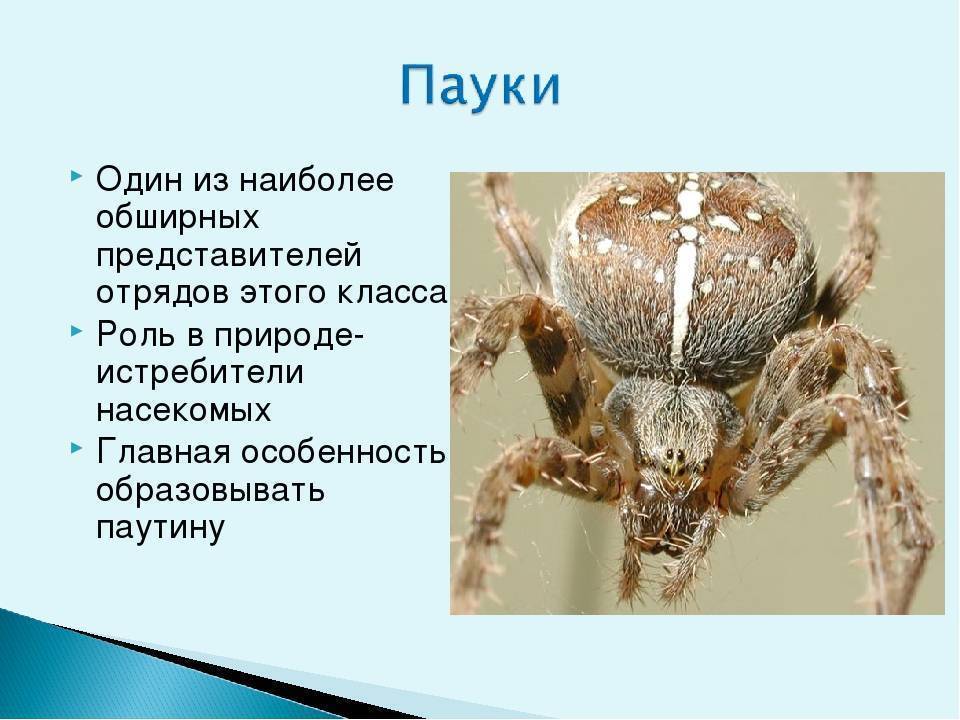 Тип членистоногие пауки: общая характеристика, рассматриваемая на уроках биологии в 7 классе