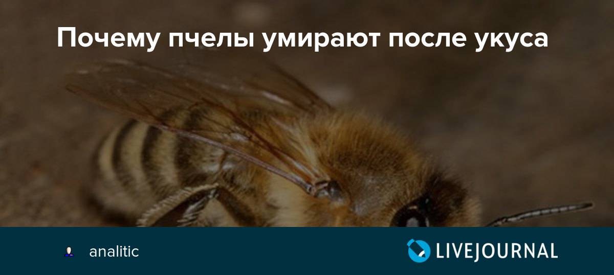 Почему пчела умирает после того, как ужалит