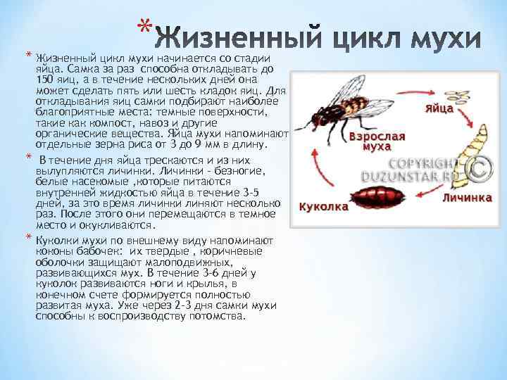 Размножение и развитие мухи